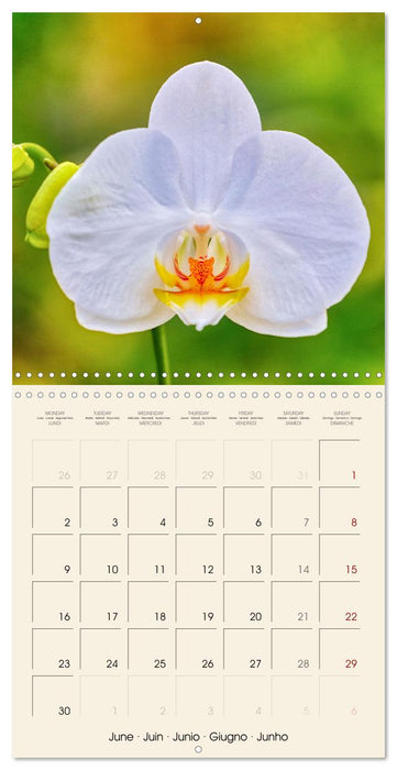 Butterfly orchids in high fidelity (CALVENDO Monthly Calendar 2025)