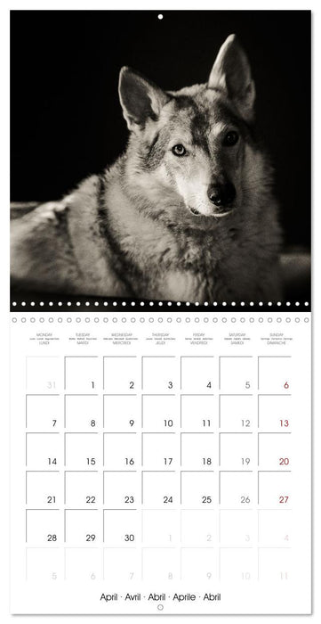 Portraits canins (CALVENDO Calendrier mensuel 2025)