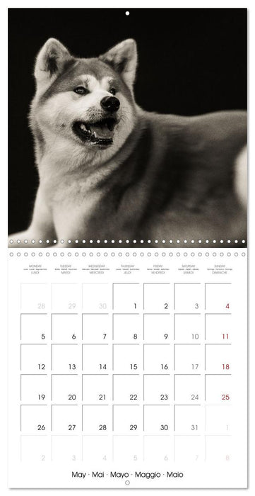 Portraits canins (CALVENDO Calendrier mensuel 2025)