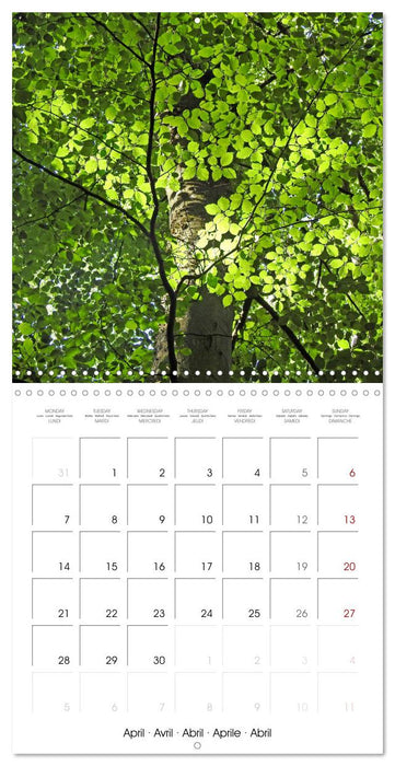 Habitat Forest (CALVENDO Monthly Calendar 2025)