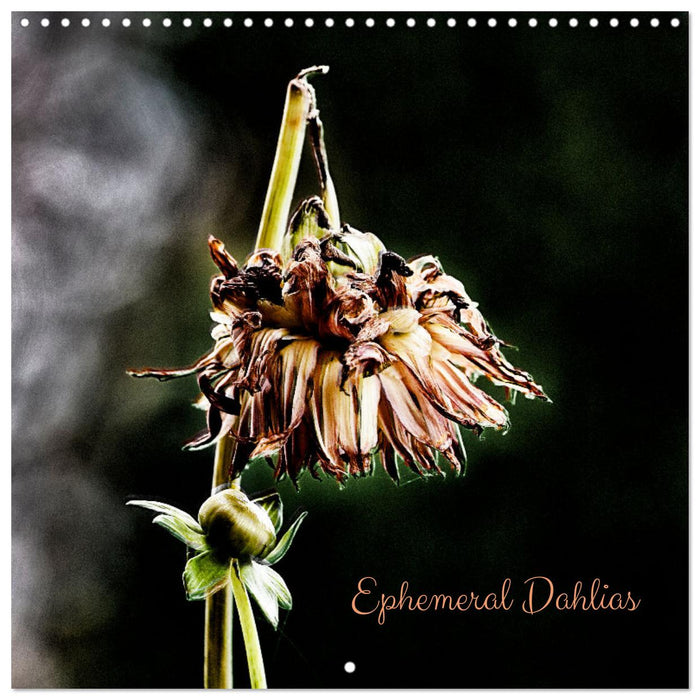 Ephemeral Dahlias (CALVENDO Monthly Calendar 2025)