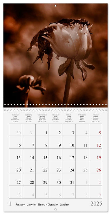 Ephemeral Dahlias (CALVENDO Monthly Calendar 2025)