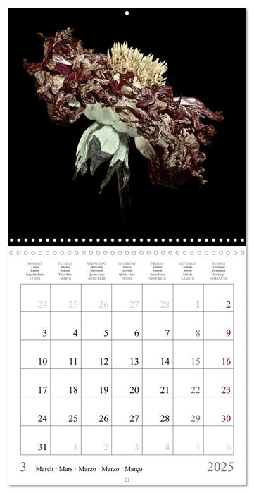 Ephemeral Dahlias (CALVENDO Monthly Calendar 2025)