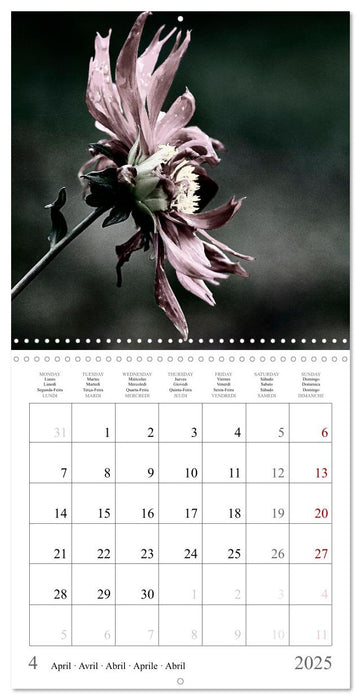 Ephemeral Dahlias (CALVENDO Monthly Calendar 2025)