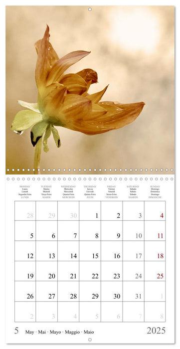 Ephemeral Dahlias (CALVENDO Monthly Calendar 2025)