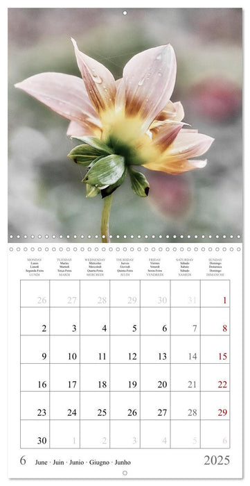 Ephemeral Dahlias (CALVENDO Monthly Calendar 2025)