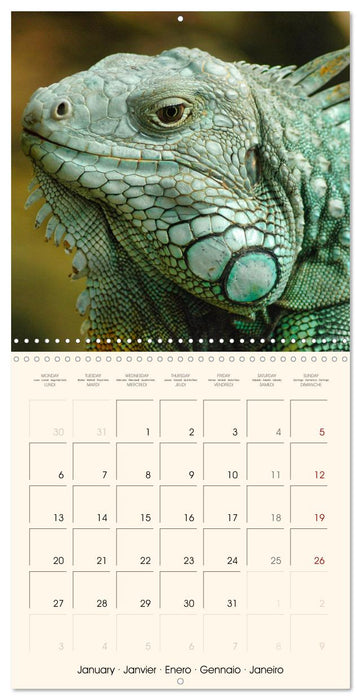 In the world of reptiles (CALVENDO Monthly Calendar 2025)