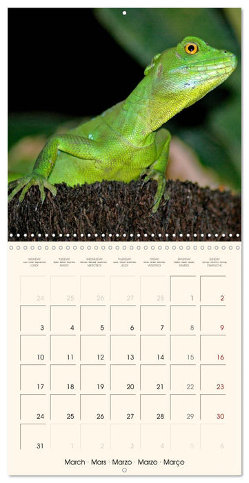 In the world of reptiles (CALVENDO Monthly Calendar 2025)