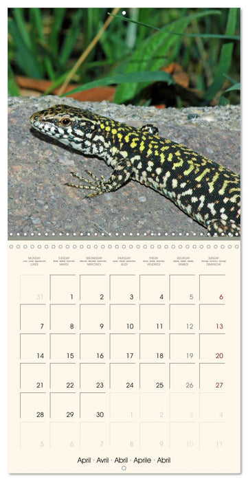 In the world of reptiles (CALVENDO Monthly Calendar 2025)