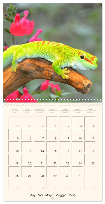 In the world of reptiles (CALVENDO Monthly Calendar 2025)