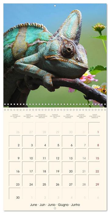 In the world of reptiles (CALVENDO Monthly Calendar 2025)