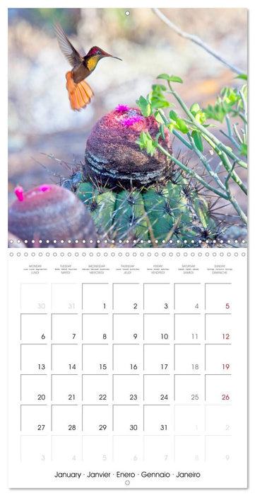 Hummingbirds in flight (CALVENDO Monthly Calendar 2025)