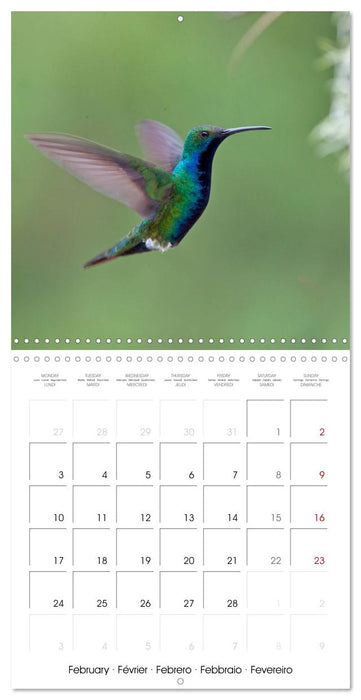 Hummingbirds in flight (CALVENDO Monthly Calendar 2025)