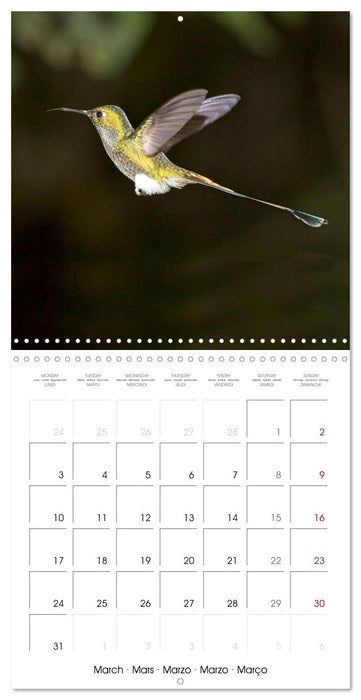 Hummingbirds in flight (CALVENDO Monthly Calendar 2025)