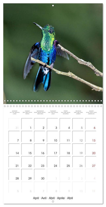 Hummingbirds in flight (CALVENDO Monthly Calendar 2025)