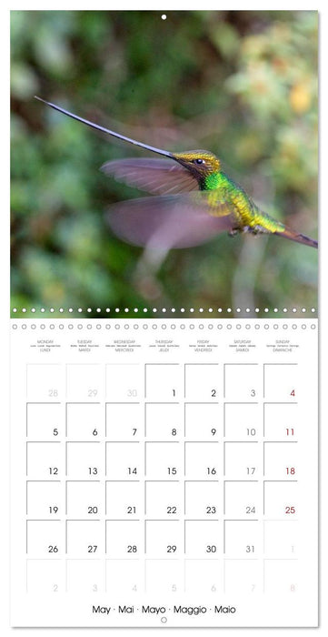 Hummingbirds in flight (CALVENDO Monthly Calendar 2025)