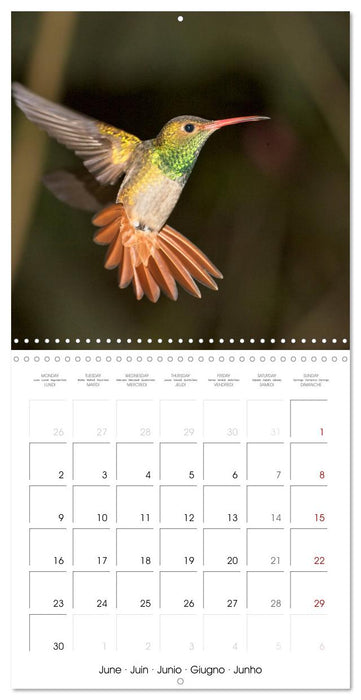 Hummingbirds in flight (CALVENDO Monthly Calendar 2025)