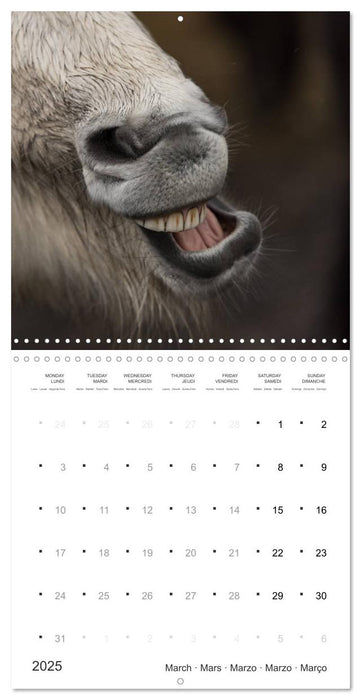 Icelandic Horses - wild and free (CALVENDO Monthly Calendar 2025)