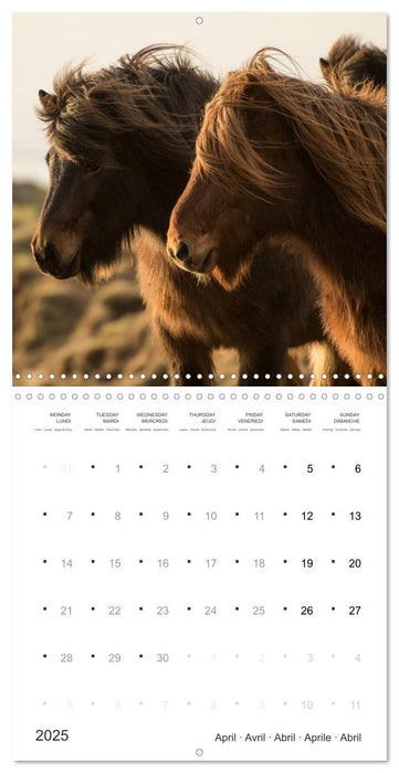 Icelandic Horses - wild and free (CALVENDO Monthly Calendar 2025)