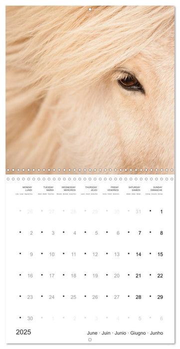 Icelandic Horses - wild and free (CALVENDO Monthly Calendar 2025)