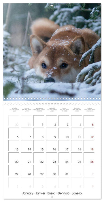 Little Samurais - The Shiba Inu (CALVENDO Monthly Calendar 2025)