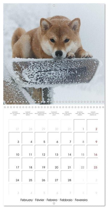 Little Samurais - The Shiba Inu (CALVENDO Monthly Calendar 2025)