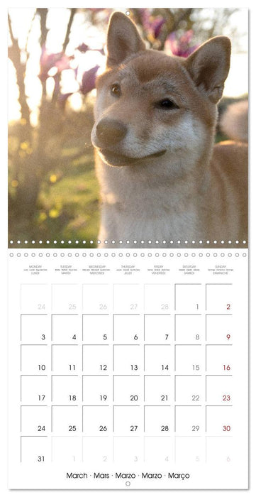 Little Samurais - The Shiba Inu (CALVENDO Monthly Calendar 2025)