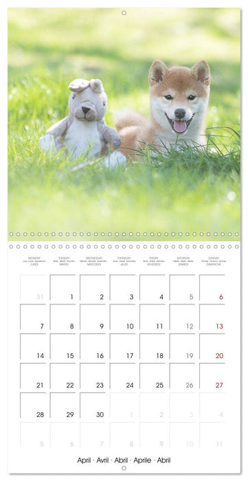 Little Samurais - The Shiba Inu (CALVENDO Monthly Calendar 2025)