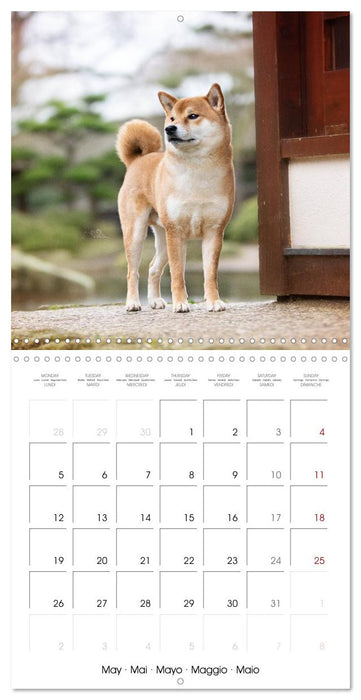 Little Samurais - The Shiba Inu (CALVENDO Monthly Calendar 2025)