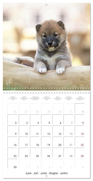 Little Samurais - The Shiba Inu (CALVENDO Monthly Calendar 2025)