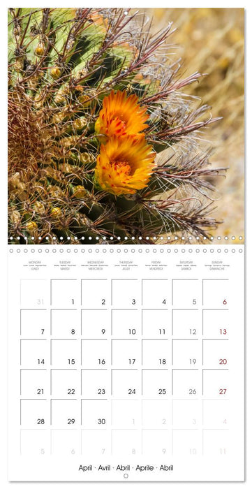 SAGUARO NATIONAL PARK Arizona desert impressions (CALVENDO Monthly Calendar 2025)