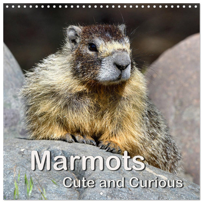 Marmots - Cute and Curious (CALVENDO Monthly Calendar 2025)