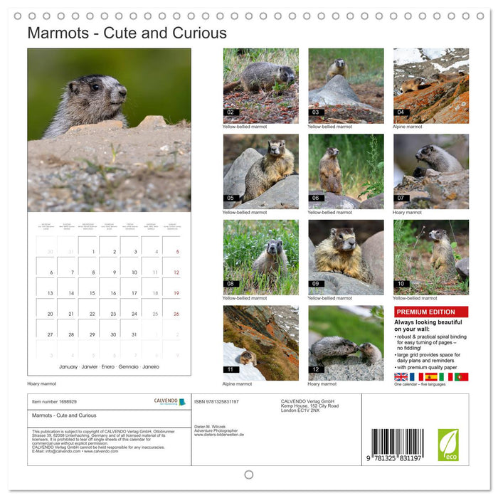 Marmots - Cute and Curious (CALVENDO Monthly Calendar 2025)