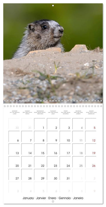 Marmots - Cute and Curious (CALVENDO Monthly Calendar 2025)