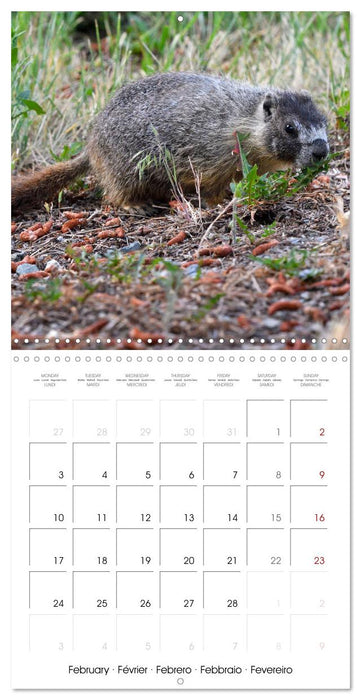 Marmots - Cute and Curious (CALVENDO Monthly Calendar 2025)