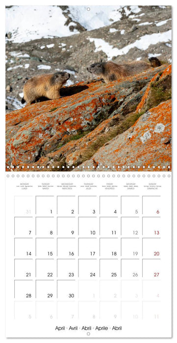 Marmots - Cute and Curious (CALVENDO Monthly Calendar 2025)