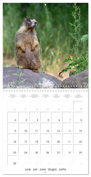 Marmots - Cute and Curious (CALVENDO Monthly Calendar 2025)