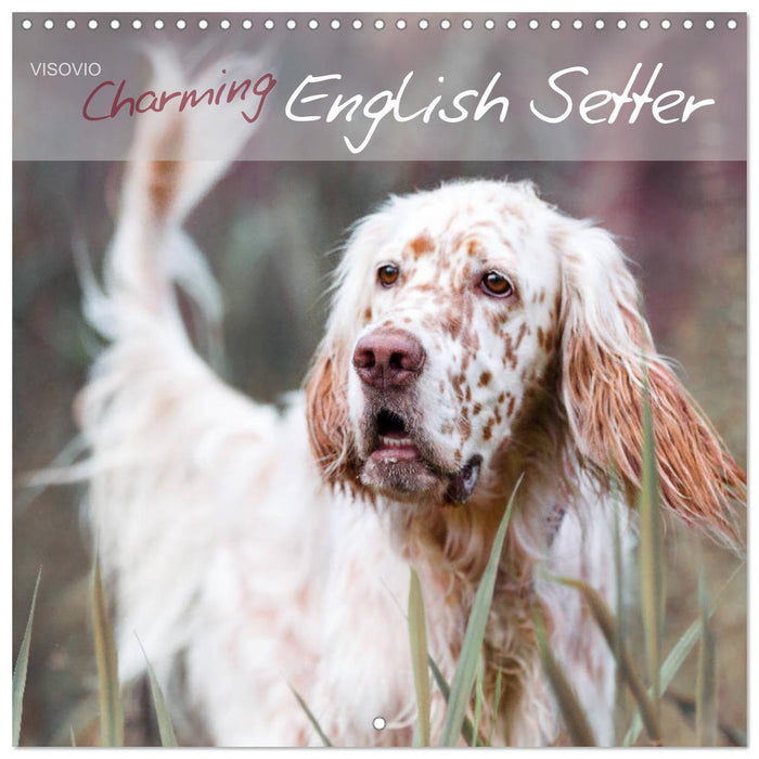 Charming English Setter (CALVENDO Monthly Calendar 2025)