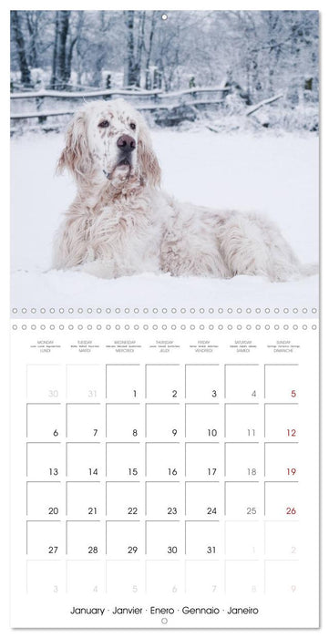 Charming English Setter (CALVENDO Monthly Calendar 2025)