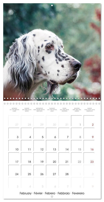 Charming English Setter (CALVENDO Monthly Calendar 2025)