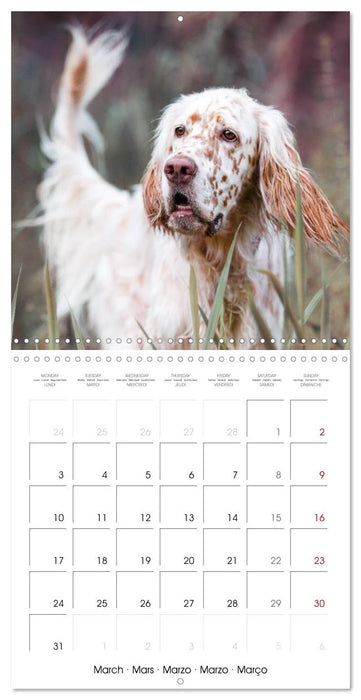 Charming English Setter (CALVENDO Monthly Calendar 2025)