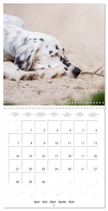 Charming English Setter (CALVENDO Monthly Calendar 2025)