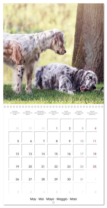 Charming English Setter (CALVENDO Monthly Calendar 2025)