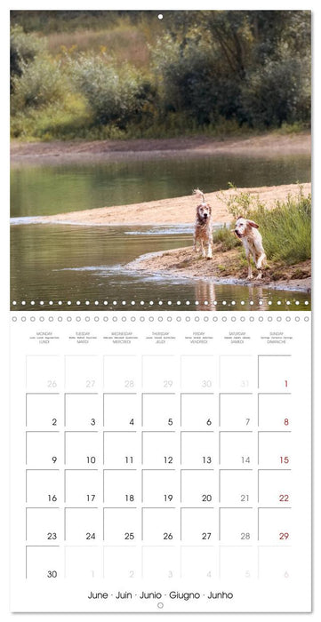 Charming English Setter (CALVENDO Monthly Calendar 2025)