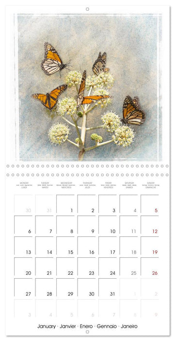 Monarch Butterfly (CALVENDO Monthly Calendar 2025)