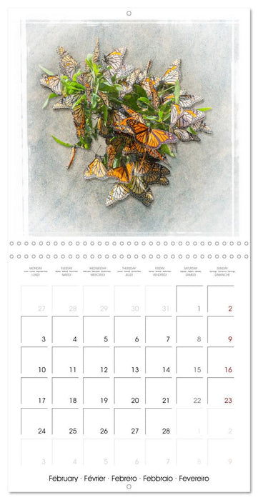 Monarch Butterfly (CALVENDO Monthly Calendar 2025)