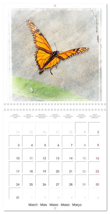 Monarch Butterfly (CALVENDO Monthly Calendar 2025)