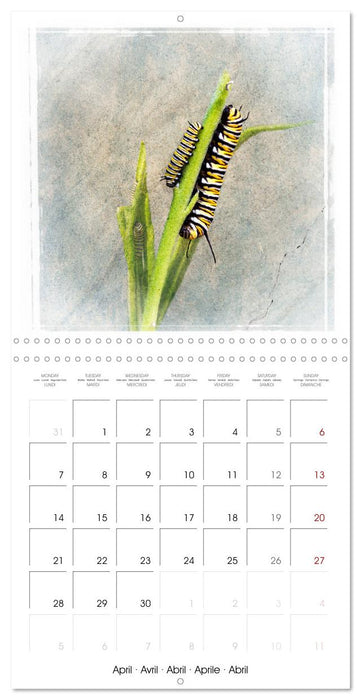 Monarch Butterfly (CALVENDO Monthly Calendar 2025)