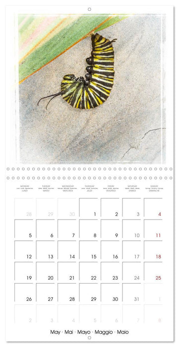 Monarch Butterfly (CALVENDO Monthly Calendar 2025)