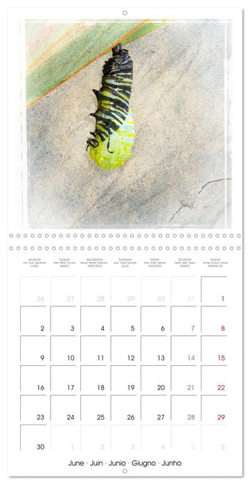 Monarch Butterfly (CALVENDO Monthly Calendar 2025)